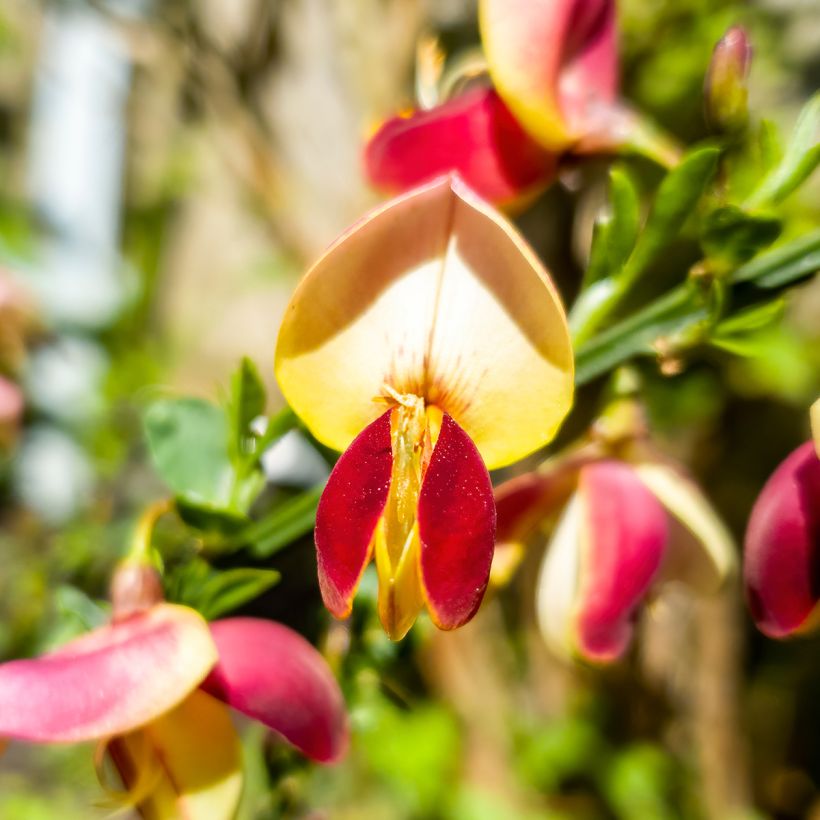 Cytisus scoparius Goldfinch (Flowering)
