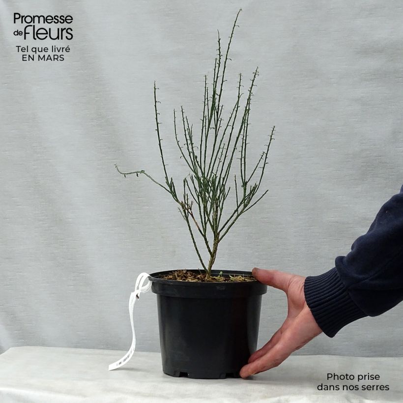 Cytisus scoparius La Coquette 2L/3L pot sample as delivered in spring