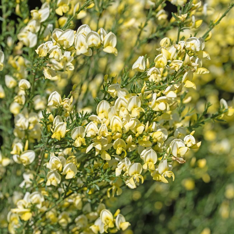 Cytisus scoparius Luna (Flowering)