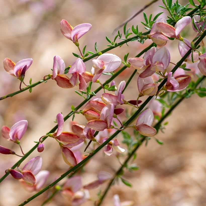 Cytisus scoparius Moyclare Pink (Flowering)