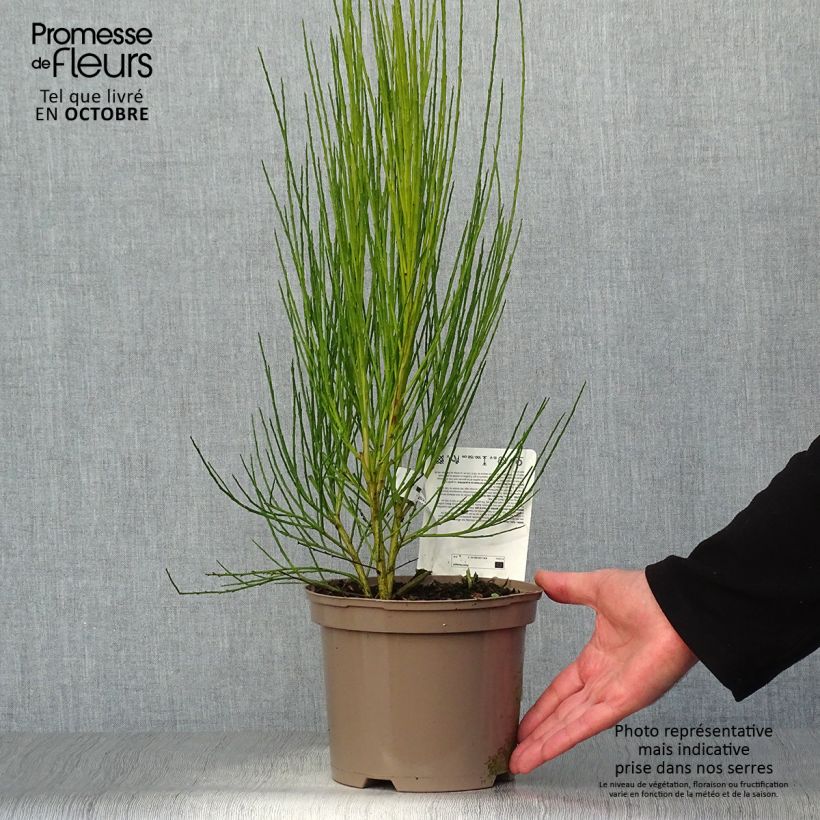Cytisus scoparius Roter Favorit 2L/3L pot sample as delivered in autumn