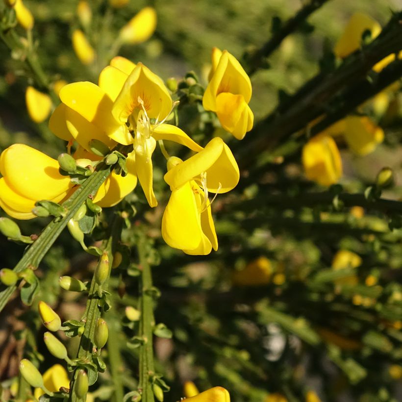Cytisus scoparius Golden Tears (Flowering)