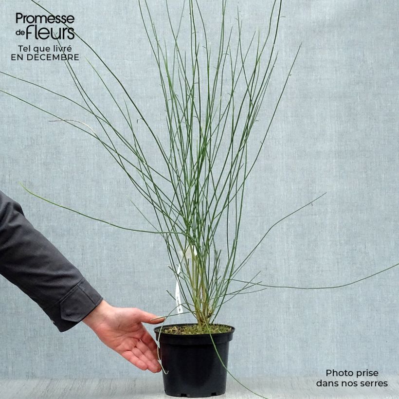 Spartium junceum 2L/3L pot sample as delivered in winter