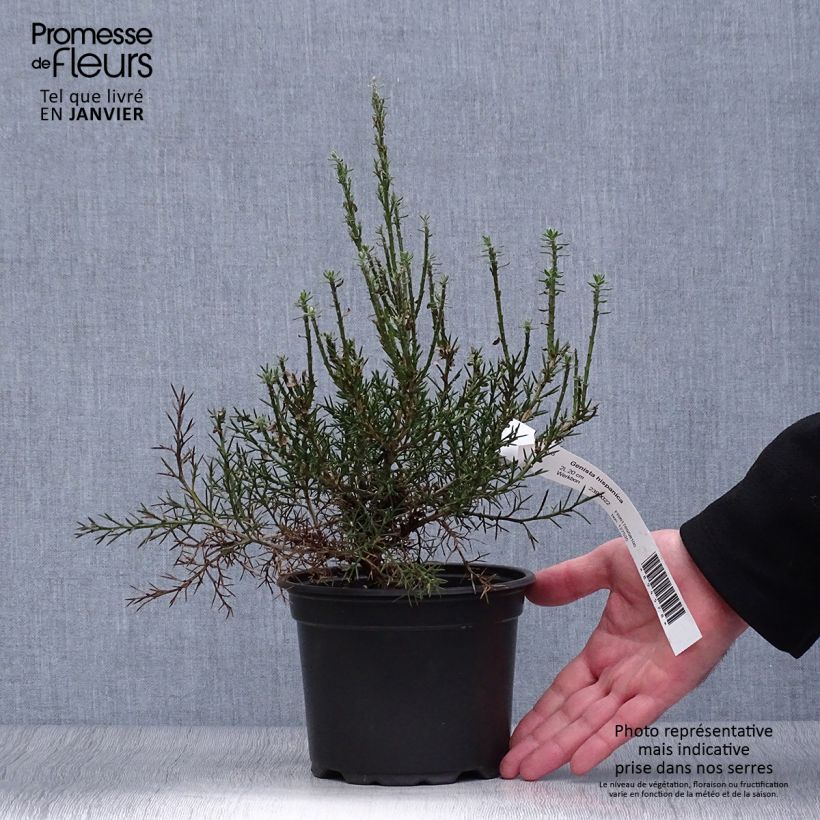 Genista hispanica 2L/3L pot sample as delivered in winter