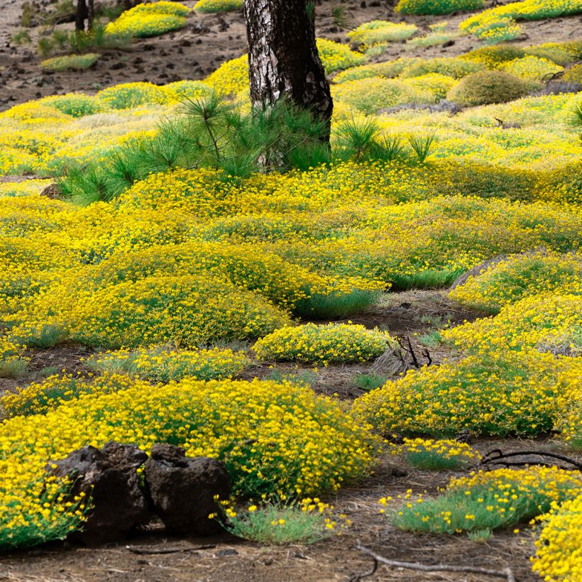 Genista lydia (Plant habit)