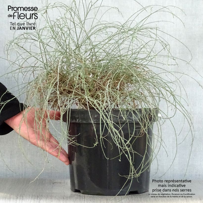 Genista lydia 7.5L/10L pot sample as delivered in winter