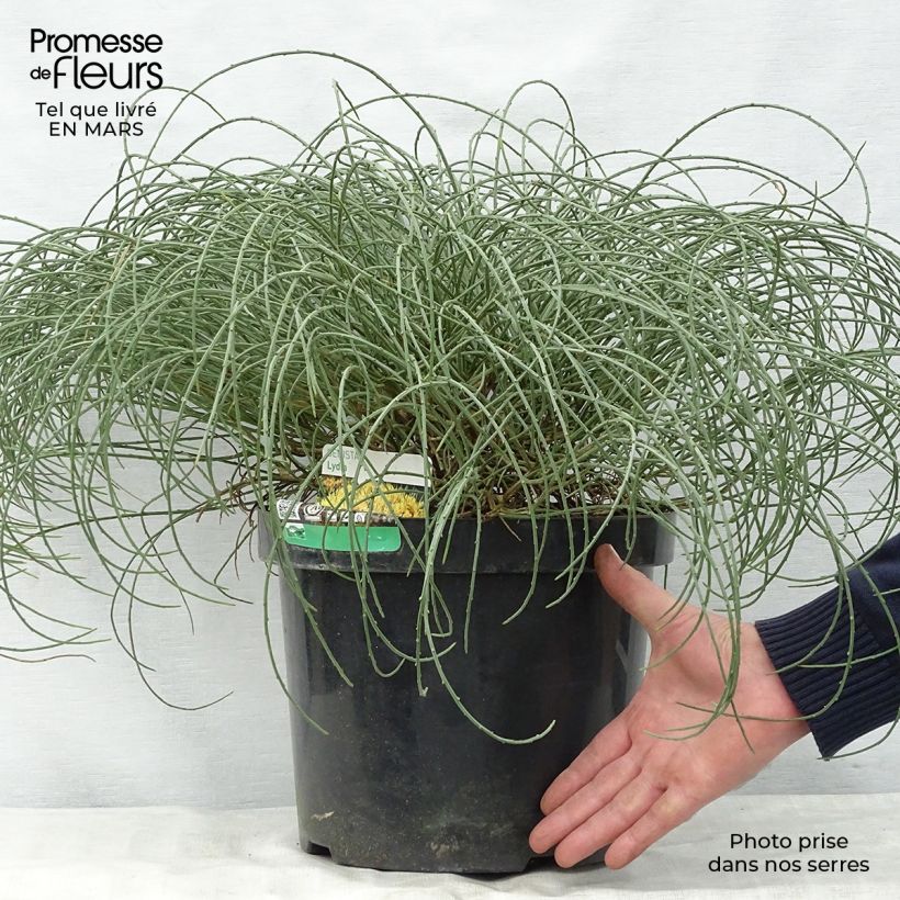 Genista lydia 7.5L/10L pot sample as delivered in spring