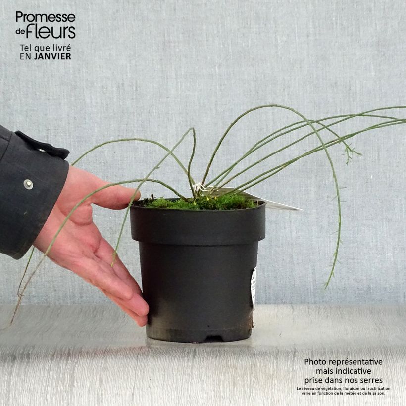 Example of Genista lydia 1L/1.5L pot as you get in hiver