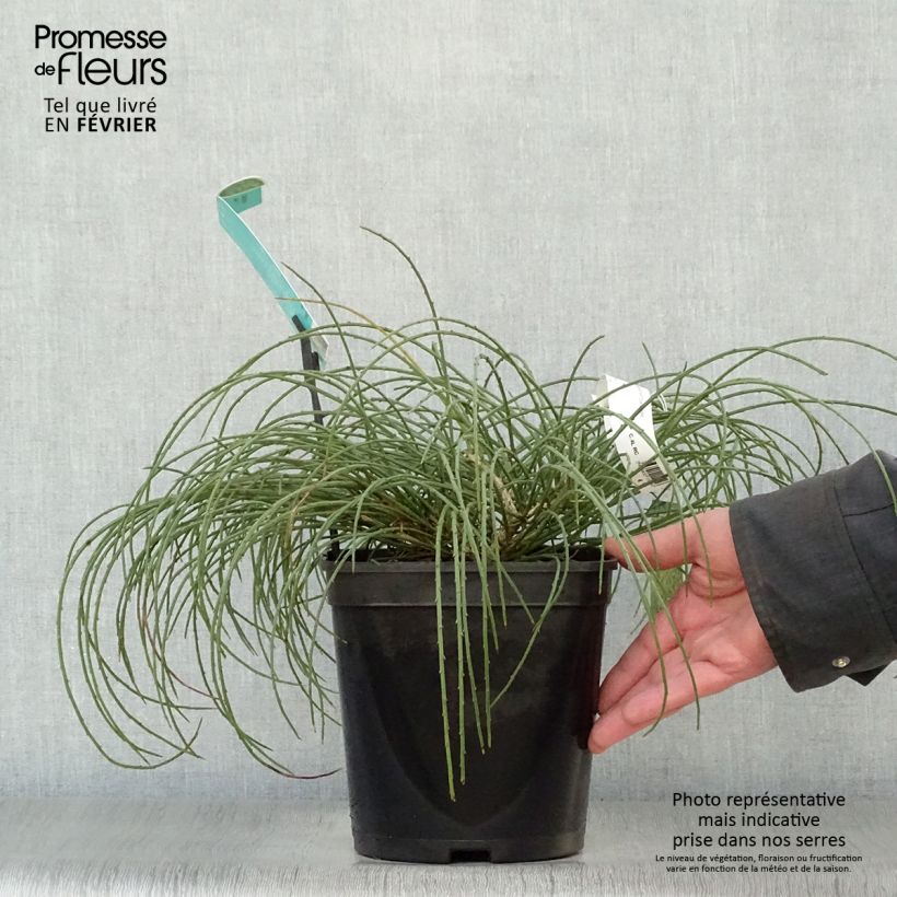 Example of Genista lydia 3L/4L pot as you get in hiver