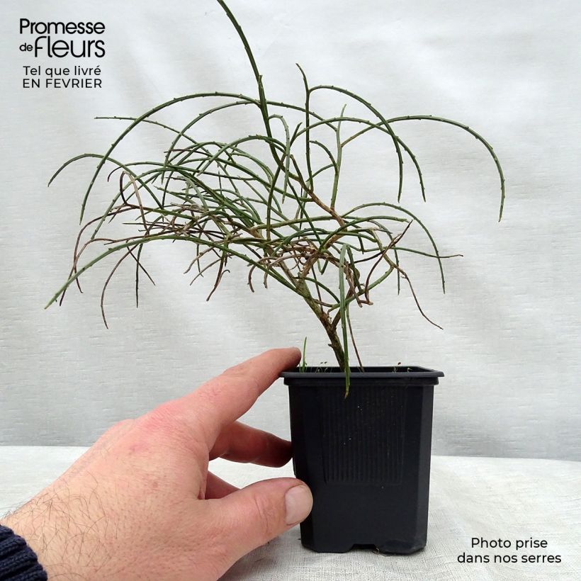 Example of Genista lydia 8/9 cm pot as you get in hiver