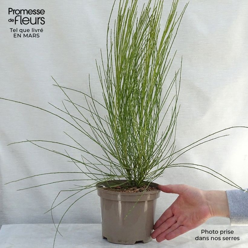 Cytisus praecox Allgold 2L/3L pot sample as delivered in spring