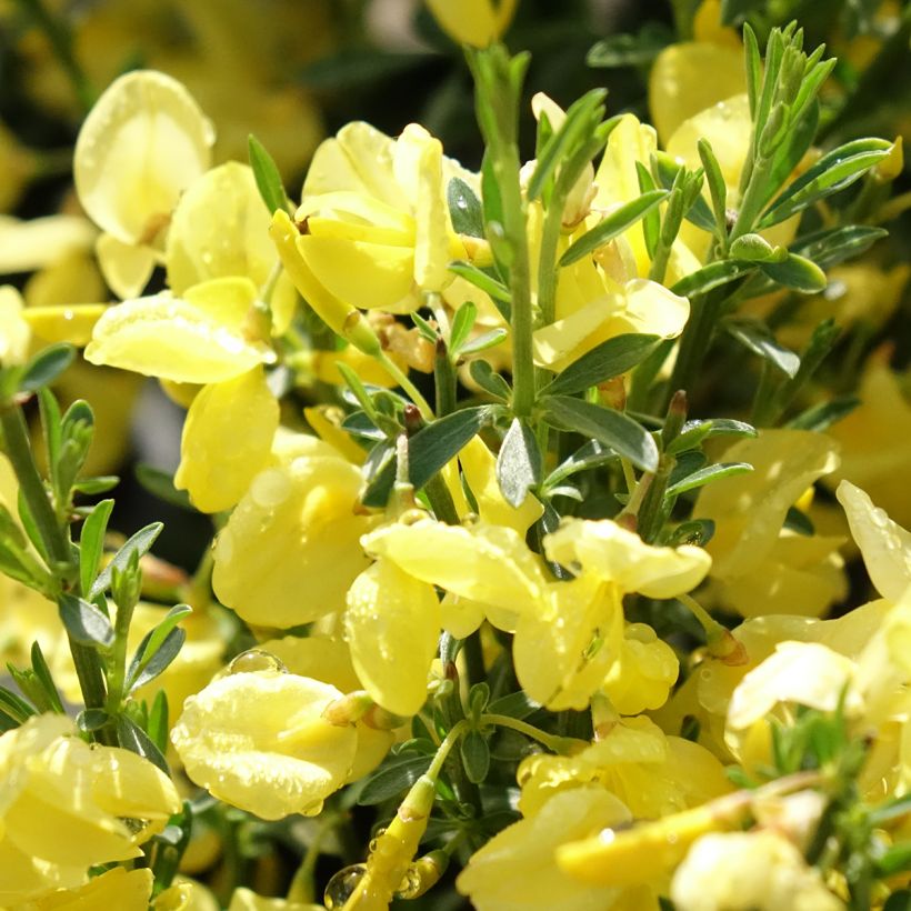 Cytisus praecox Allgold (Flowering)