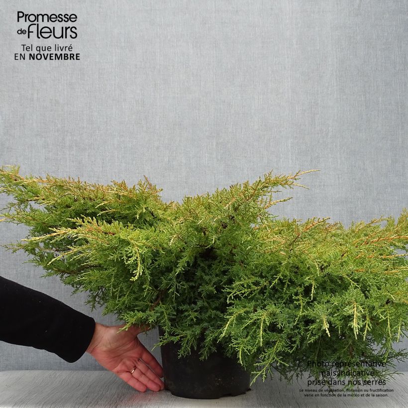 Juniperus Goldkissen 7.5L/10L pot sample as delivered in autumn