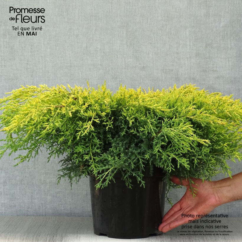 Juniperus Goldkissen 7.5L/10L pot sample as delivered in spring