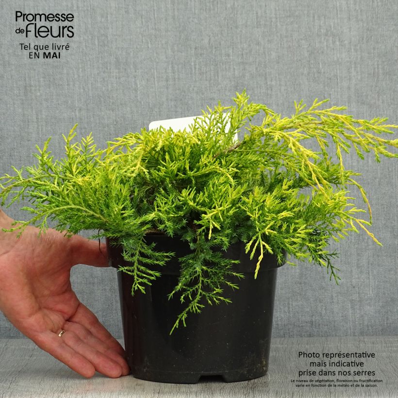 Juniperus pfitzeriana King of Spring 2L/3L pot sample as delivered in spring