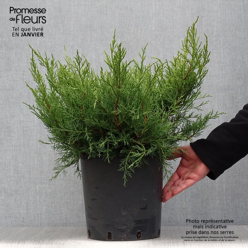 Juniperus x pfitzeriana Old Gold 7.5L/10L pot sample as delivered in winter