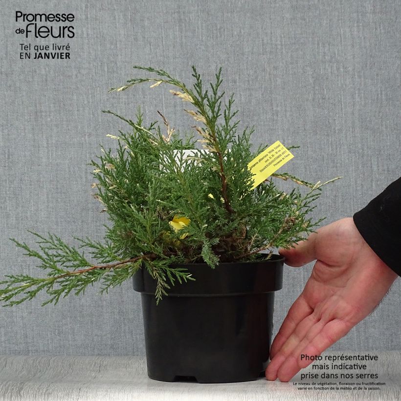Juniperus pfitzeriana White Splash 2L/3L pot sample as delivered in winter