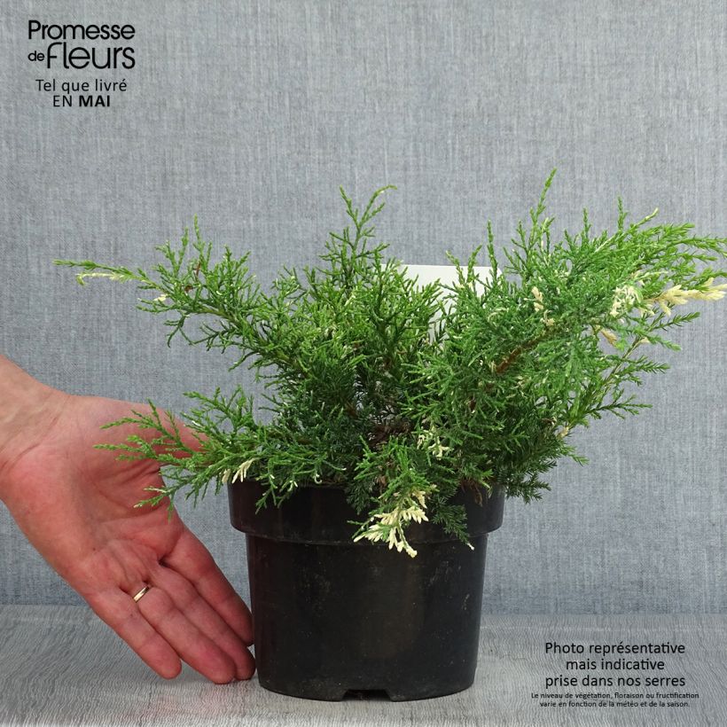 Juniperus pfitzeriana White Splash 2L/3L pot sample as delivered in spring