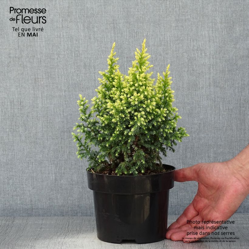 Juniperus pingii Hulsdonk Yellow 2L/3L pot sample as delivered in spring