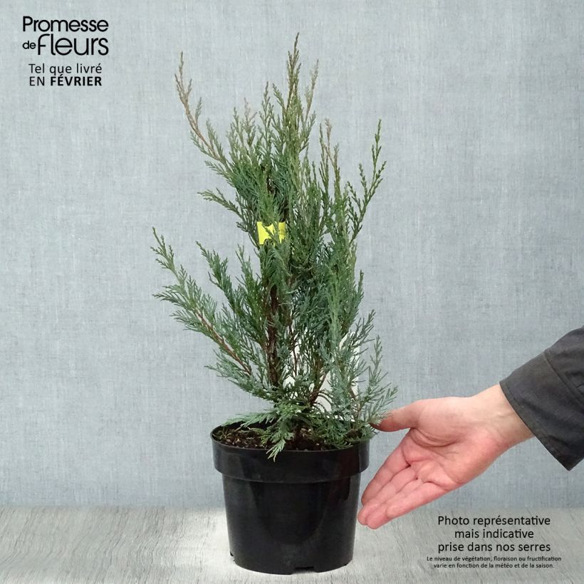 Juniperus scopulorum Moonglow 2L/3L pot sample as delivered in winter