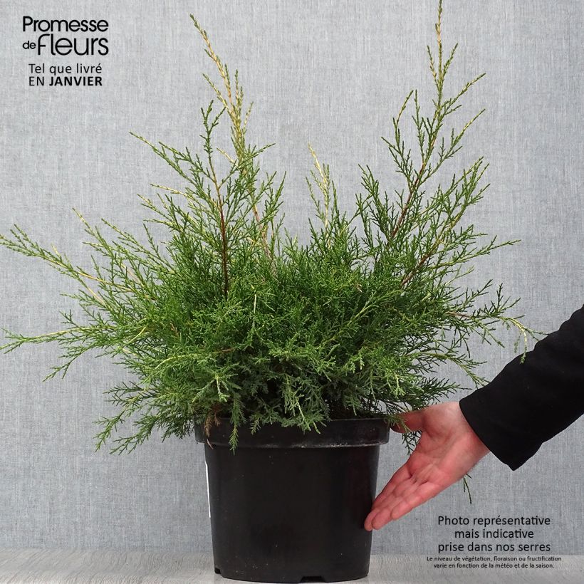 Juniperus x pfitzeriana Gold Star 7.5L/10L pot sample as delivered in winter