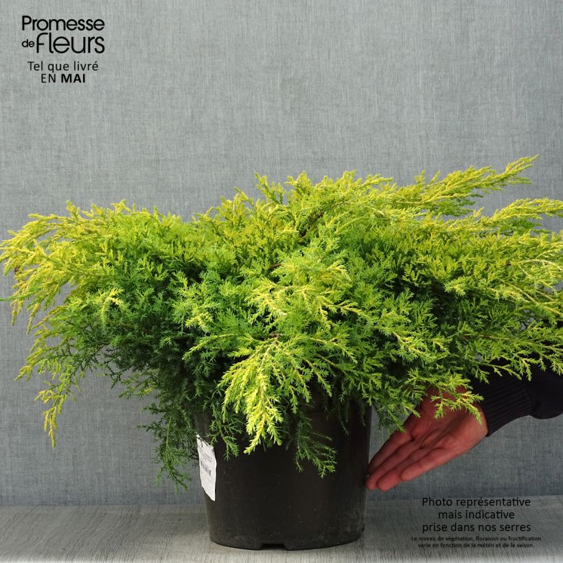 Juniperus x pfitzeriana Gold Star 7.5L/10L pot sample as delivered in spring