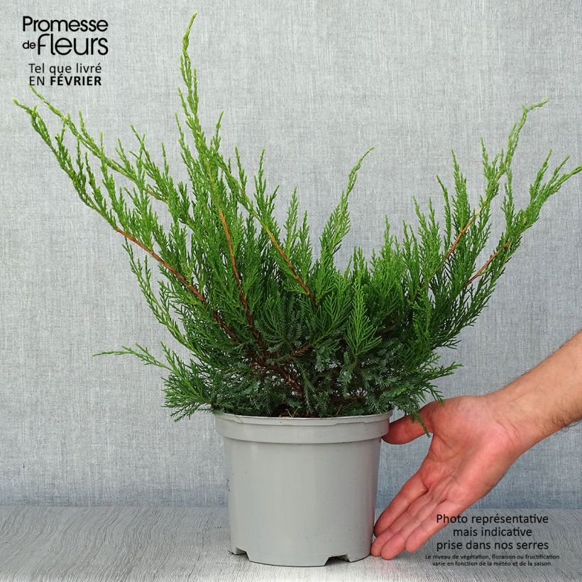 Juniperus  media Mint Julep 2L/3L pot sample as delivered in autumn