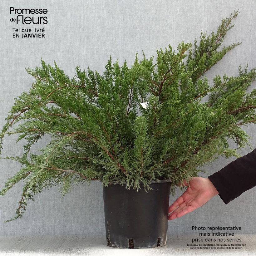 Juniperus  media Mint Julep 7.5L/10L pot sample as delivered in winter