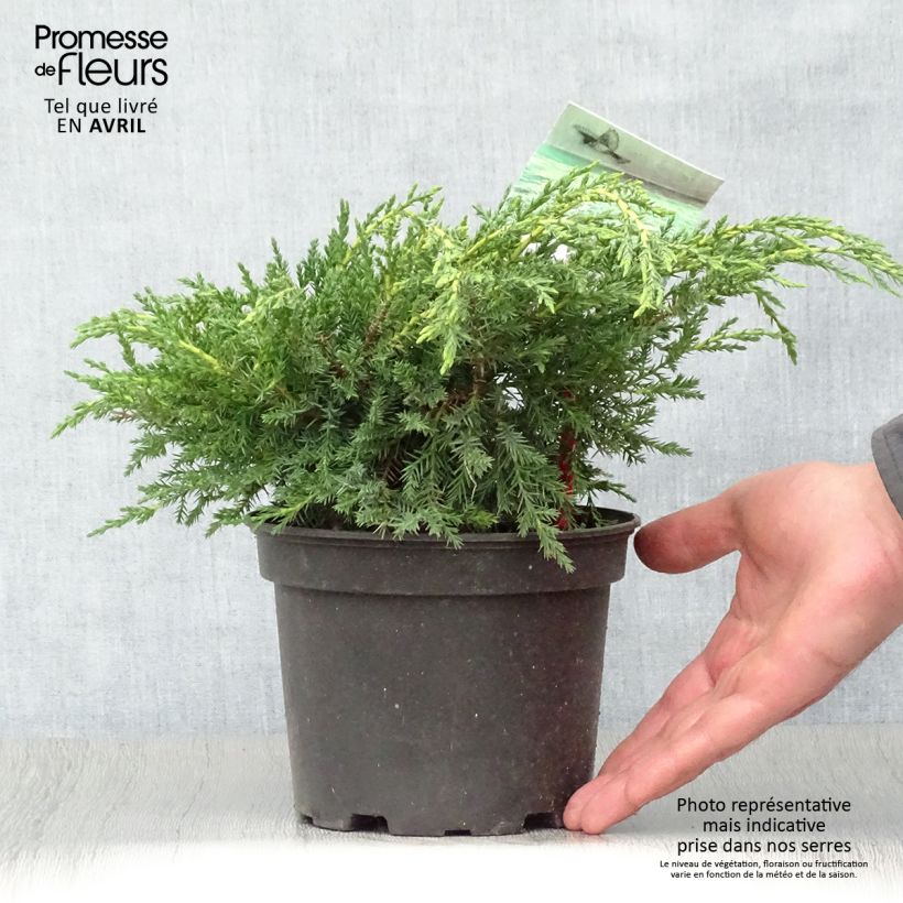 Juniperus  media Pfitzeriana Aurea 2L/3L pot sample as delivered in spring