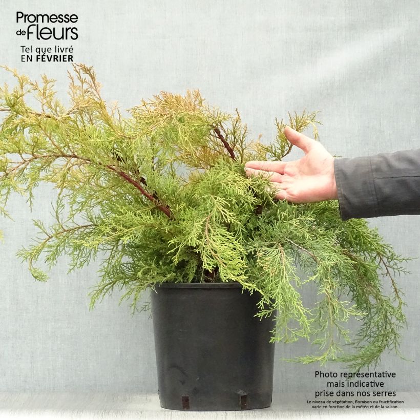 Juniperus  media Pfitzeriana Aurea 7.5L/10L pot sample as delivered in winter