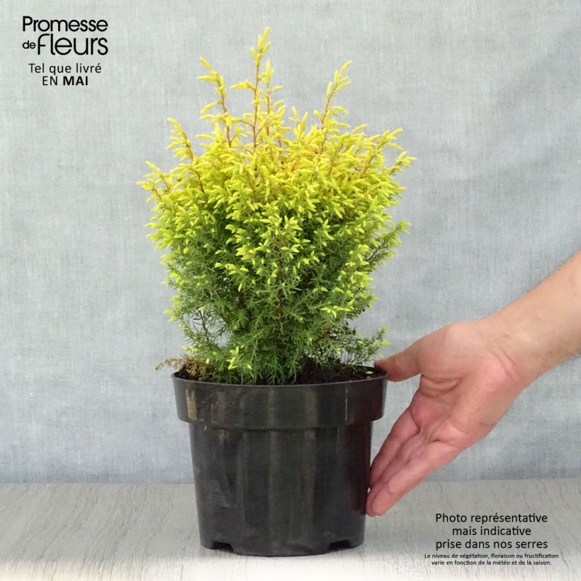 Juniperus communis Gold Cone 2L/3L pot sample as delivered in spring