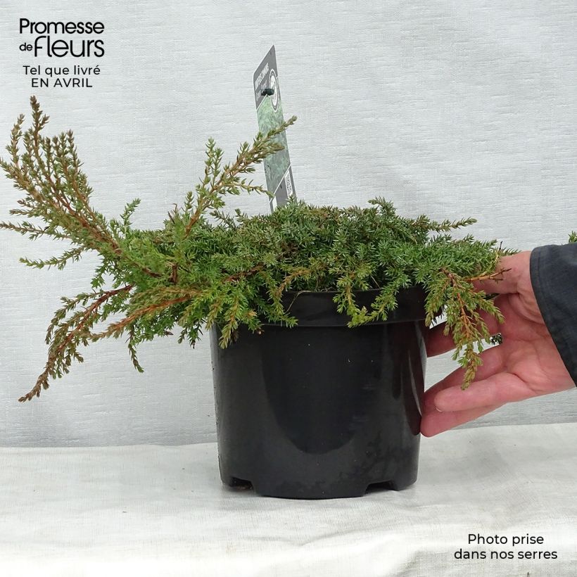 Common Juniper - Juniperus communis Green Carpet 2L/3L pot sample as delivered in spring