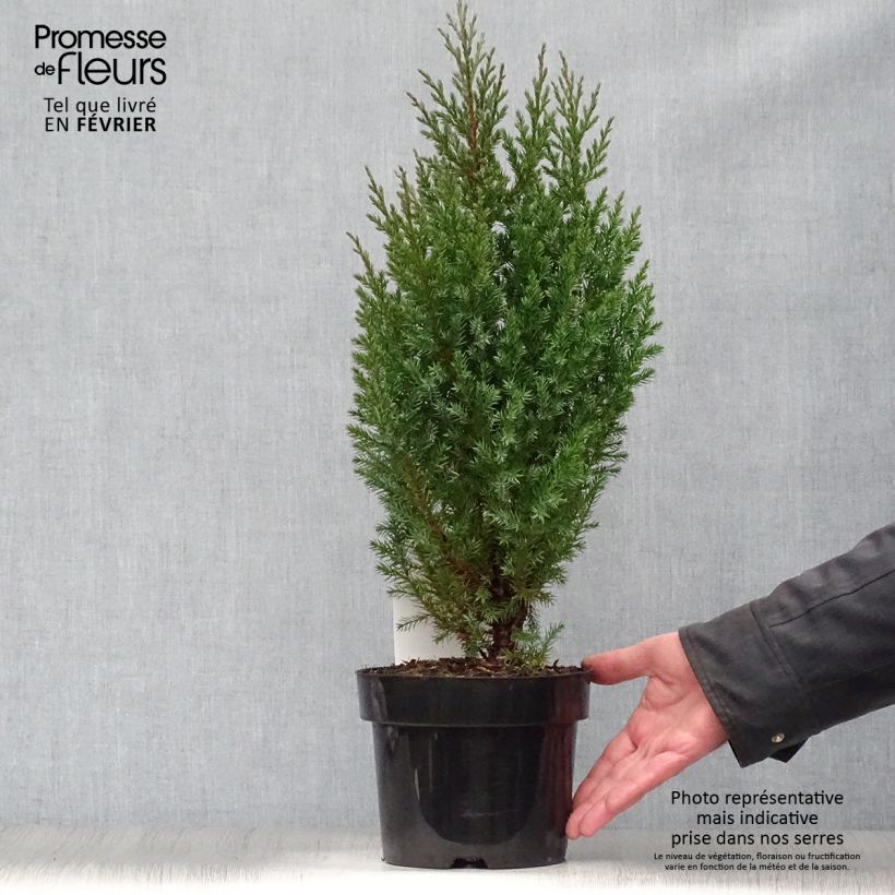 Juniperus chinensis Stricta 2L/3L pot sample as delivered in winter