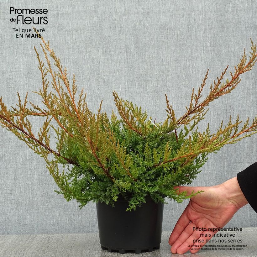 Juniperus pfitzeriana 2L/3L pot sample as delivered in winter
