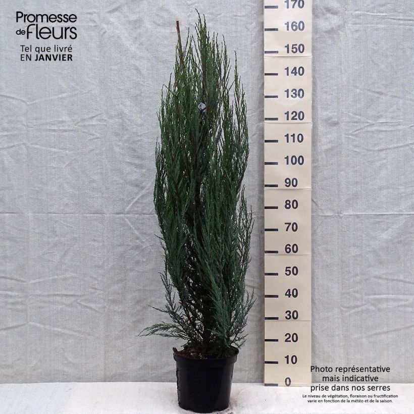 Virginia Juniper - Juniperus scopulorum Blue Arrow 6L/7L pot sample as delivered in winter