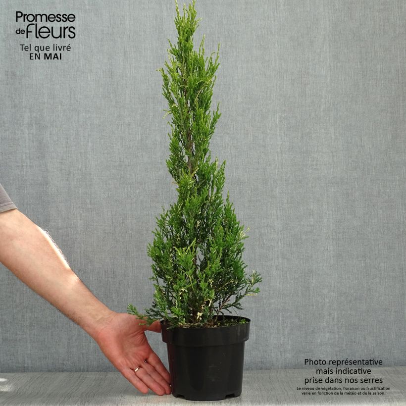 Juniperus scopulorum Blue Ivory 2L/3L pot sample as delivered in spring