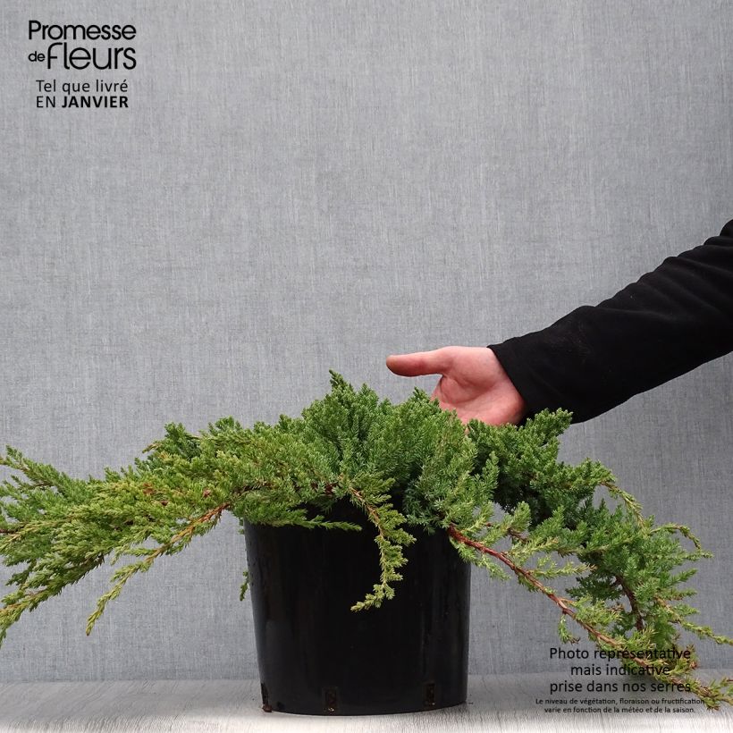 Juniperus rigida subsp. conferta Blue Pacific 7.5L/10L pot sample as delivered in winter