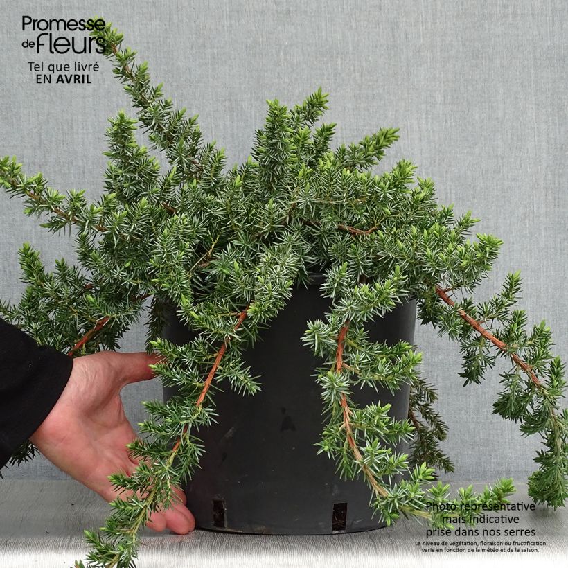 Juniperus rigida subsp. conferta Blue Pacific 7.5L/10L pot sample as delivered in spring