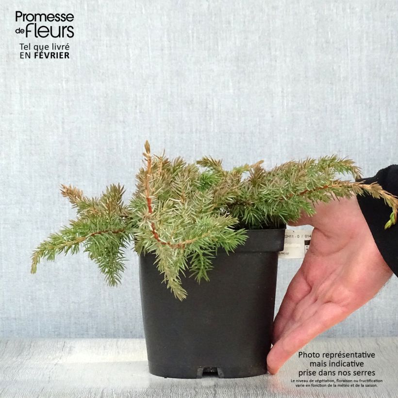 Juniperus conferta Schlager 2L/3L pot sample as delivered in winter