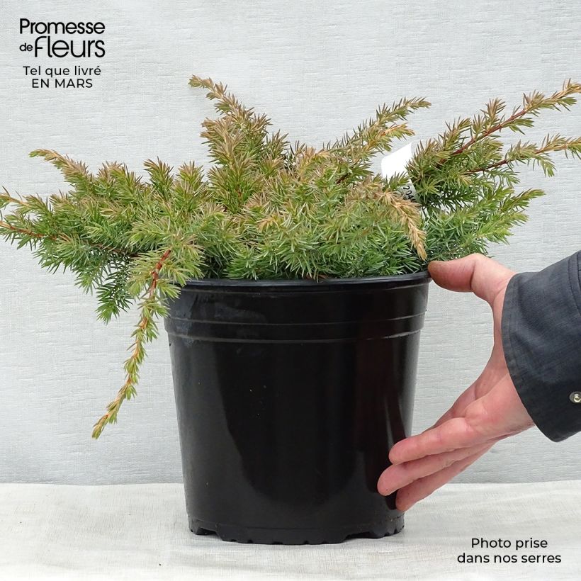 Juniperus conferta Schlager 4L/5L pot sample as delivered in spring