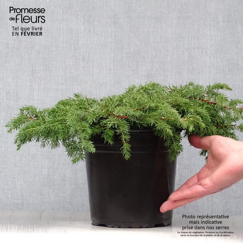 Juniperus conferta Schlager 4L/5L pot sample as delivered in winter
