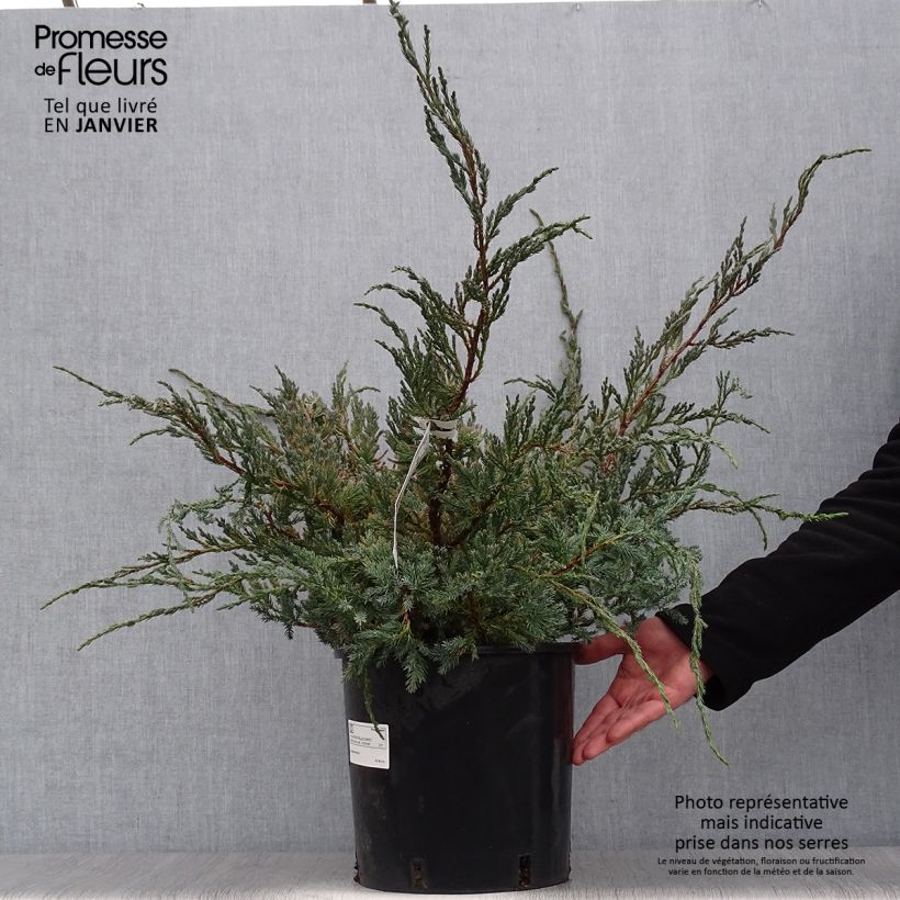 Juniperus squamata Blue Carpet 4L/5L pot sample as delivered in winter