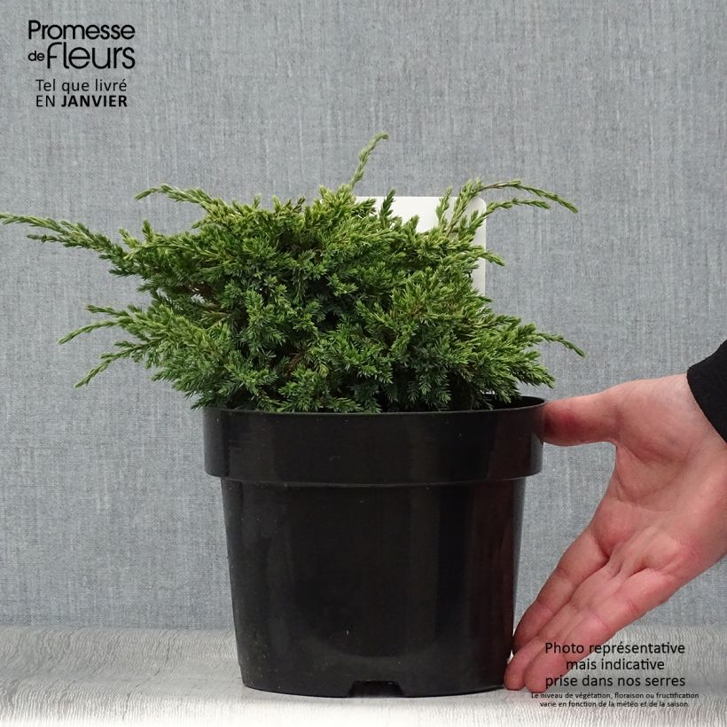 Juniperus squamata Dream Joy 2L/3L pot sample as delivered in winter