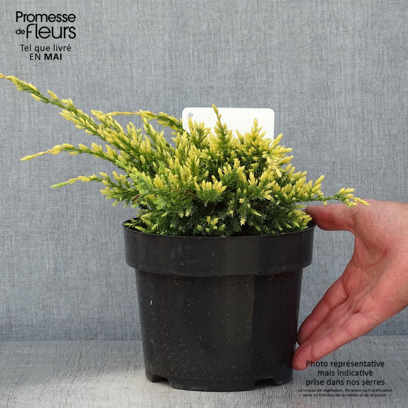 Juniperus squamata Dream Joy 2L/3L pot sample as delivered in spring