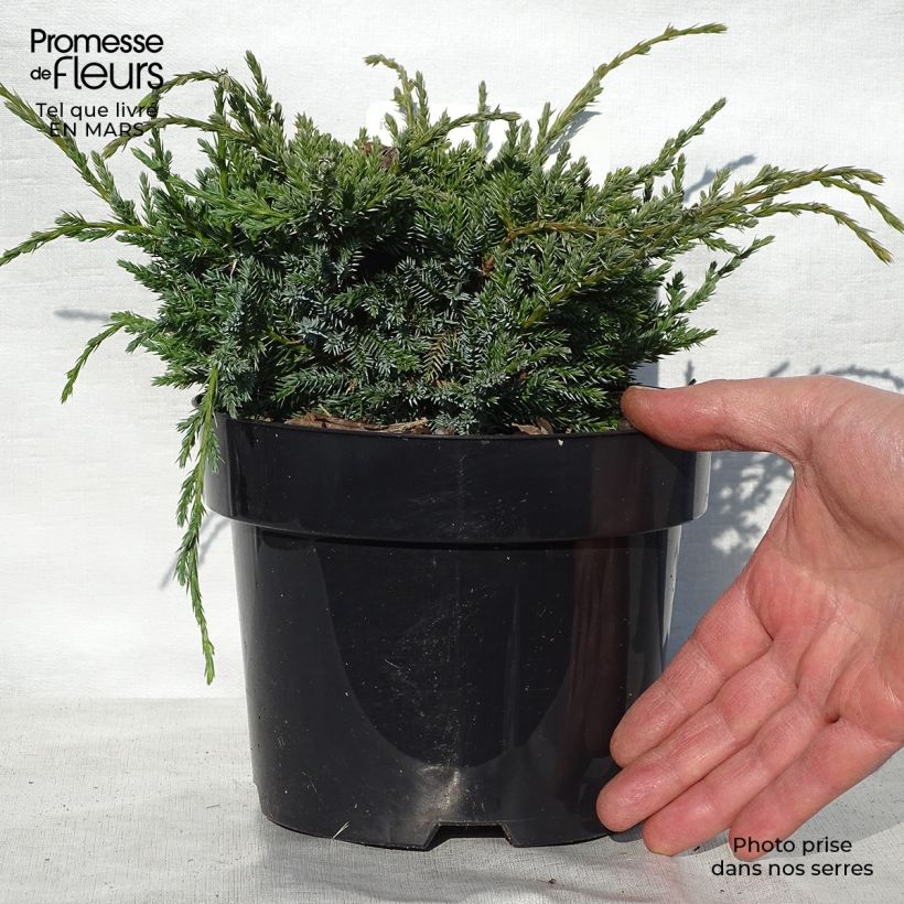 Juniperus squamata Holger 2L/3L pot sample as delivered in spring