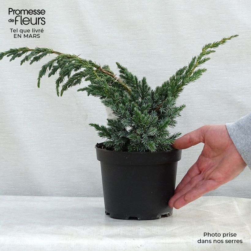 Juniperus squamata Meyeri 3L/4L pot sample as delivered in spring