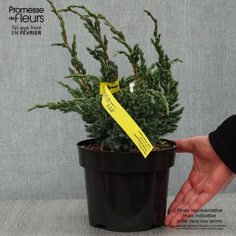 Juniperus squamata Meyeri 3L/4L pot sample as delivered in winter