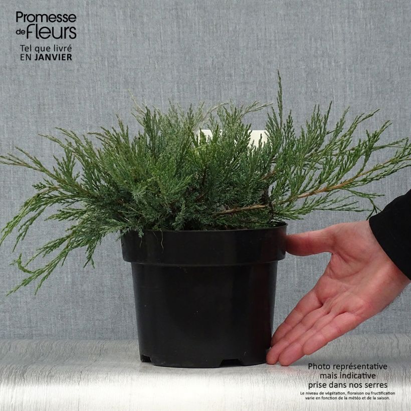 Juniperus horizontalis Agnieszka - Creeping Juniper 2L/3L pot sample as delivered in winter