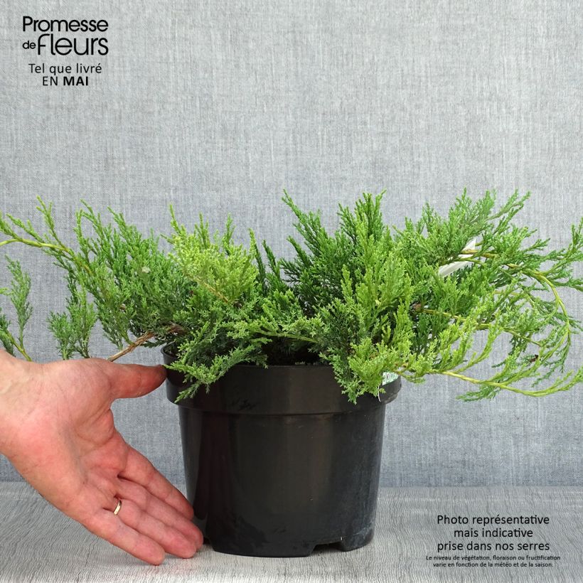 Juniperus horizontalis Agnieszka - Creeping Juniper 2L/3L pot sample as delivered in spring