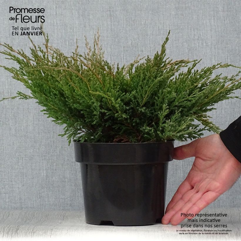 Juniperus horizontalis Andorra Compact 2L/3L pot sample as delivered in winter